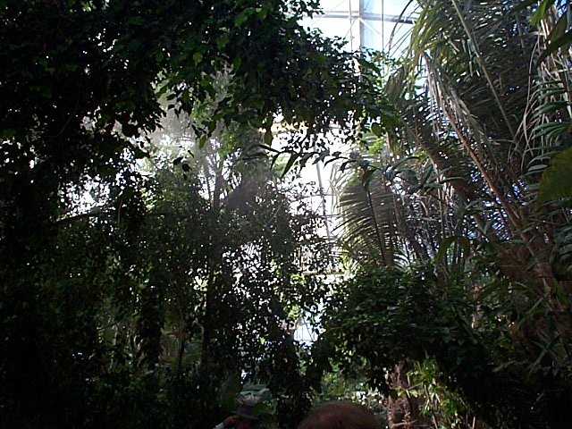 Canopy in rainforest section of experimental building
